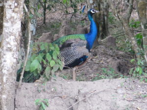 Påfugl i Wilpattu National Park