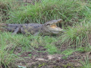 Crocodile in Wilpattu National Park