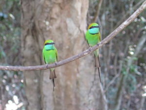 Kingfishers in Wilpattu National Park