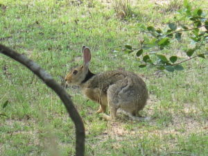 En påske-hare i Wilpattu National Park