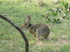 Easter Bunny