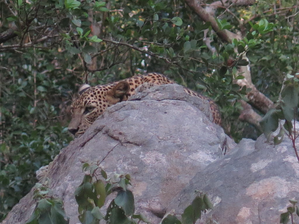 Leopard i Wilpattu National Park