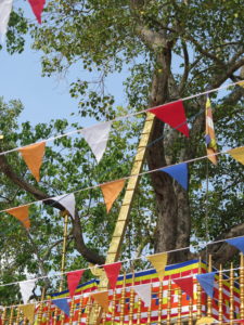 Sri Maha Bodhi - The world's oldest tree. Anuradhapura in Sri Lanka