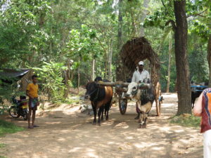 Oxcart