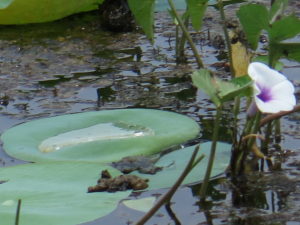 Water-lily