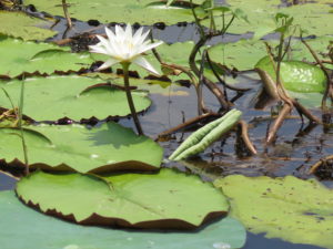 Water-lilies