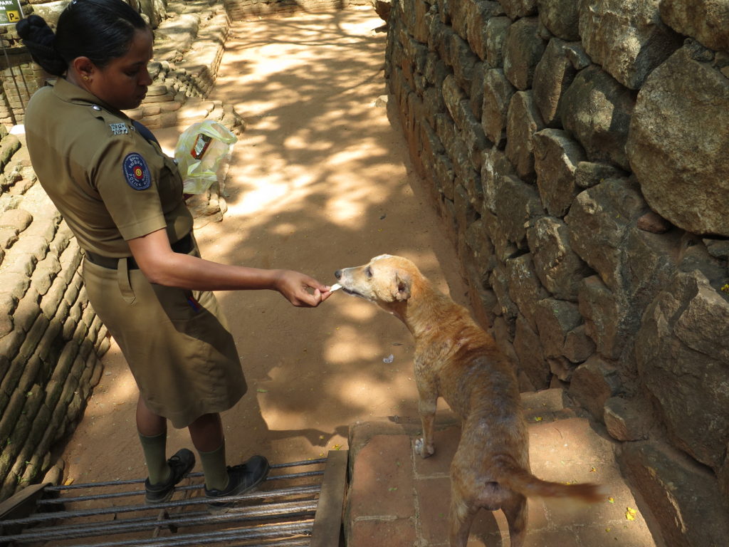 En godbid til en hund i Wilpattu National Park