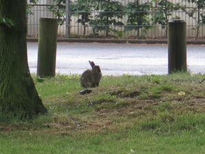 Hare i Marl - en New Town i Ruhr