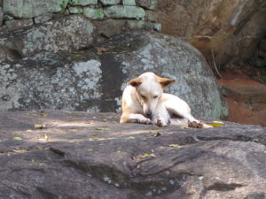 Dog's life on Sigiriya (Lion Rock) 