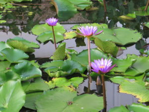 Water lilies