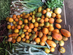 More vegetables from Vegetable stalls