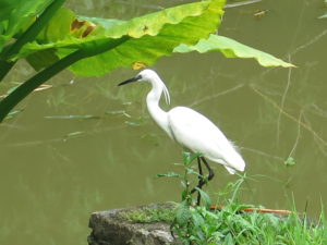 Hejre i Botanisk Have i Kandy