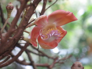 Flower on Cannonball tree in Botanical Garden in Kandy