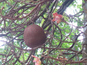Cannonball tree in Botanical Garden in Kandy