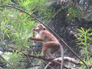 Abe på udkig i Botanisk Have i Kandy