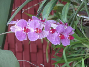 Flere Orkideer
