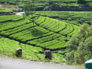 Tea fields from tuk-tuk in Sri Lanka