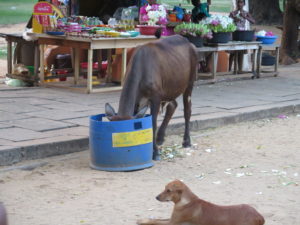 A treat for a cow