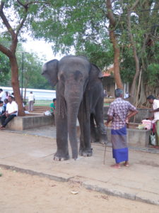 Climb under an elephant three times and be happy! Along the way from Ella to Yala