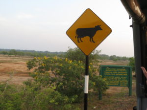 Beware - bull on the road!