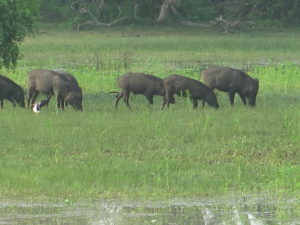 Vildsvin. Safari i Yala Nationalpark Sri Lanka