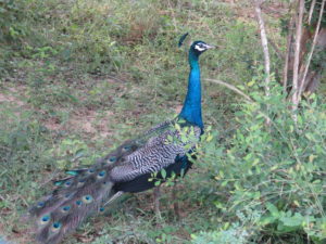 Peacock. Safari Yala National Park Sri Lanka