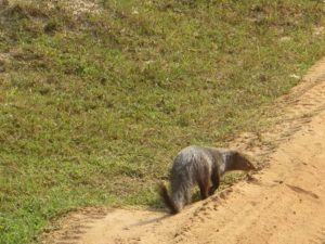 Civet-cat