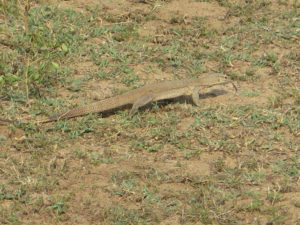 Crocodile. Safari Yala National Park Sri Lanka