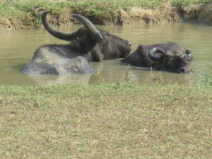 Water buffaloes. Safari Yala National Park Sri Lanka