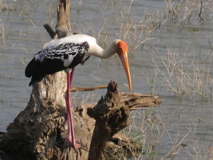 Stork. Safari Yala National Park Sri Lanka