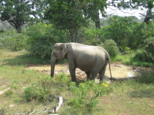 Elephant. Safari Yala National Park Sri Lanka