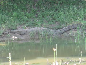 Another crocodile