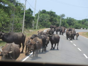 Water buffaloes on the road