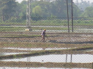 Working in the rice field