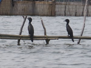 Cormorants