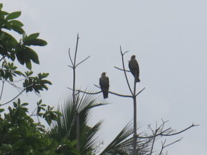 Eagles from Sri Lanka - Tsunami 2004 -Train disaster