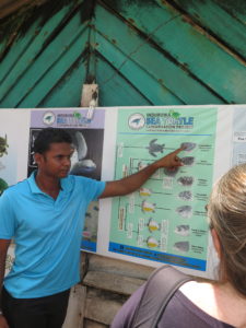 Forklaring om de forskellige skildpadde-arter fra Sri Lanka - Tsunamien 2004 og skildpaddefarm