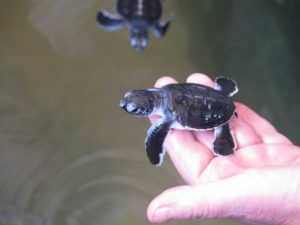 A turtle in the hand is worth...?