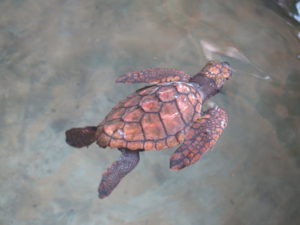 Skildpadde i skildpaddefarm fra Sri Lanka - Tsunamien 2004 og skildpaddefarm