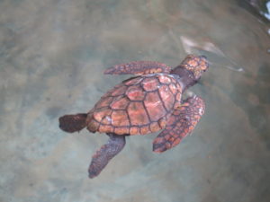 Turtle in the Turtle Farm