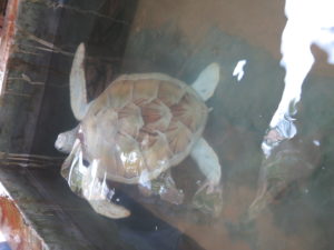 Albino turtle