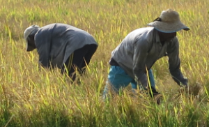 Being busy in the rice fields close to Sigiriya (Lion Rock) 