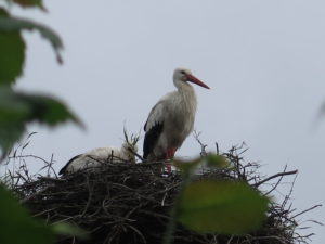 Stork i rede i Bergenhusen
