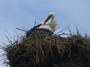 Stork i rede i Bergenhusen