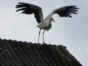 Stork på vej til at flyve efter føde