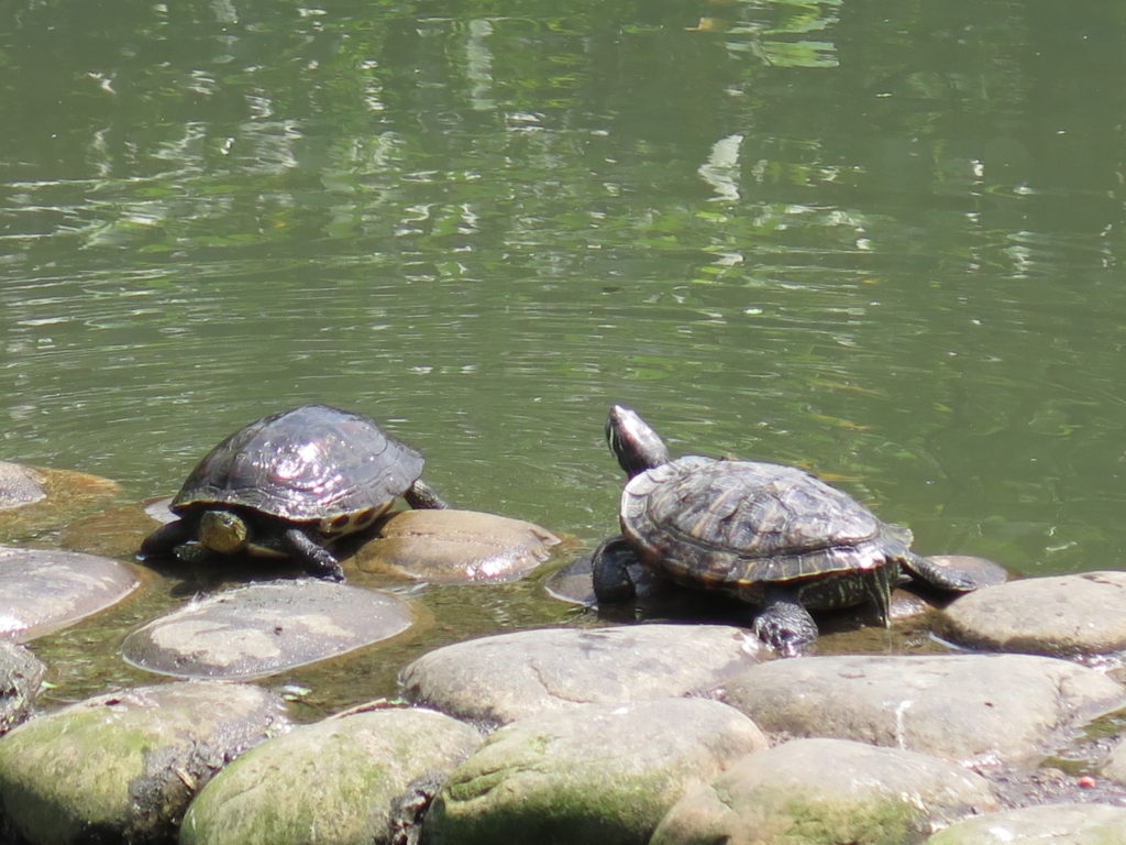 Skildpadder i parken