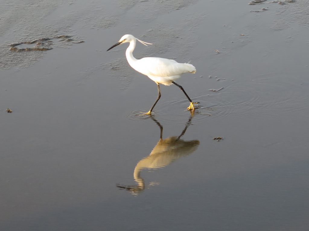 Fugleliv i Gaomei Wetlands. Yingge og Longteng samt Gaomei Wetlands