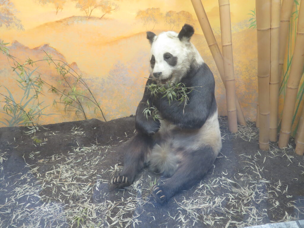 Pandaen Chi-Chi i London Zoo