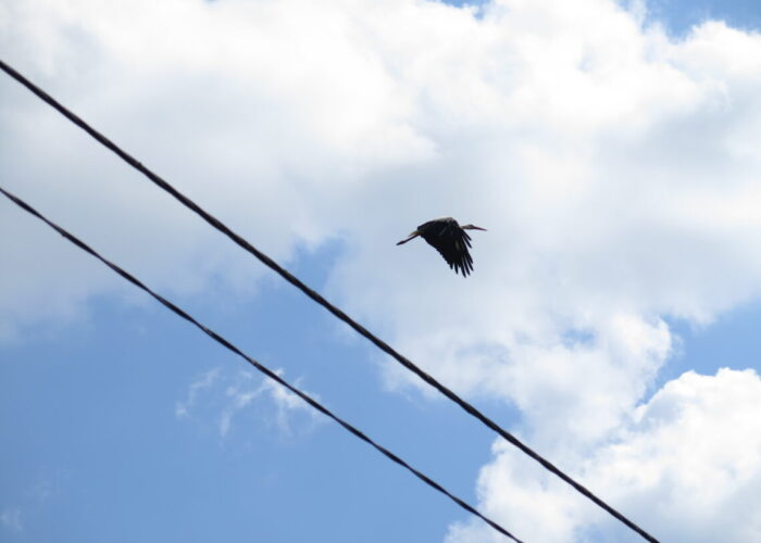 Flyvende stork