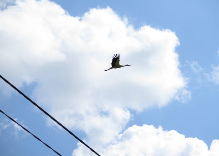 Flyvende stork